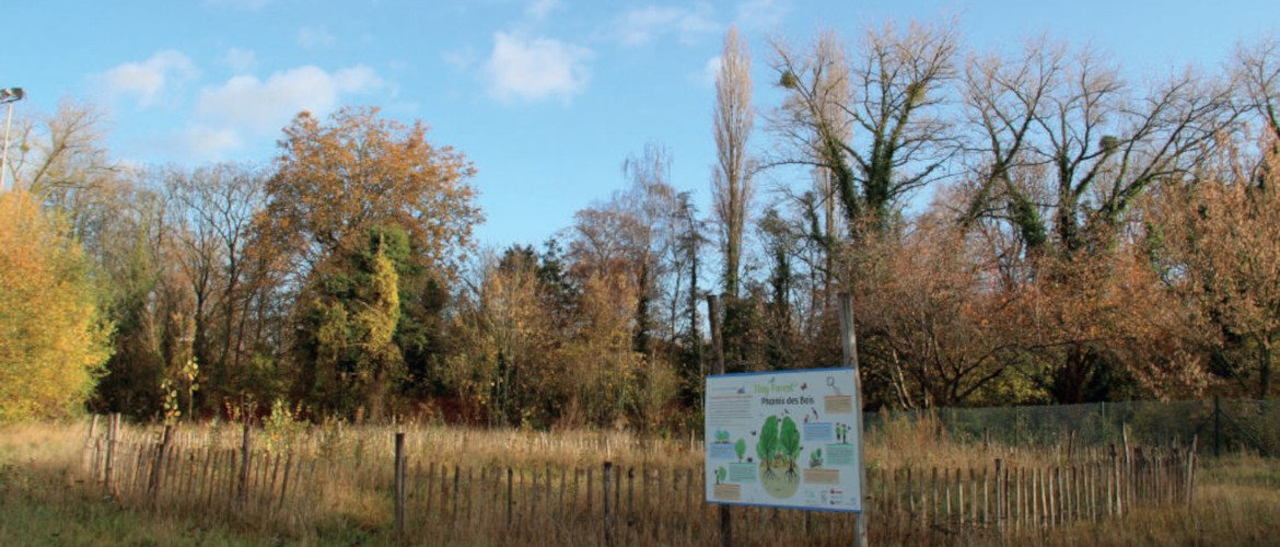 Microforêts : écologie et marketing