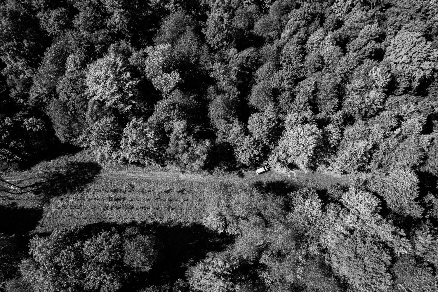 Les forêts fantômes