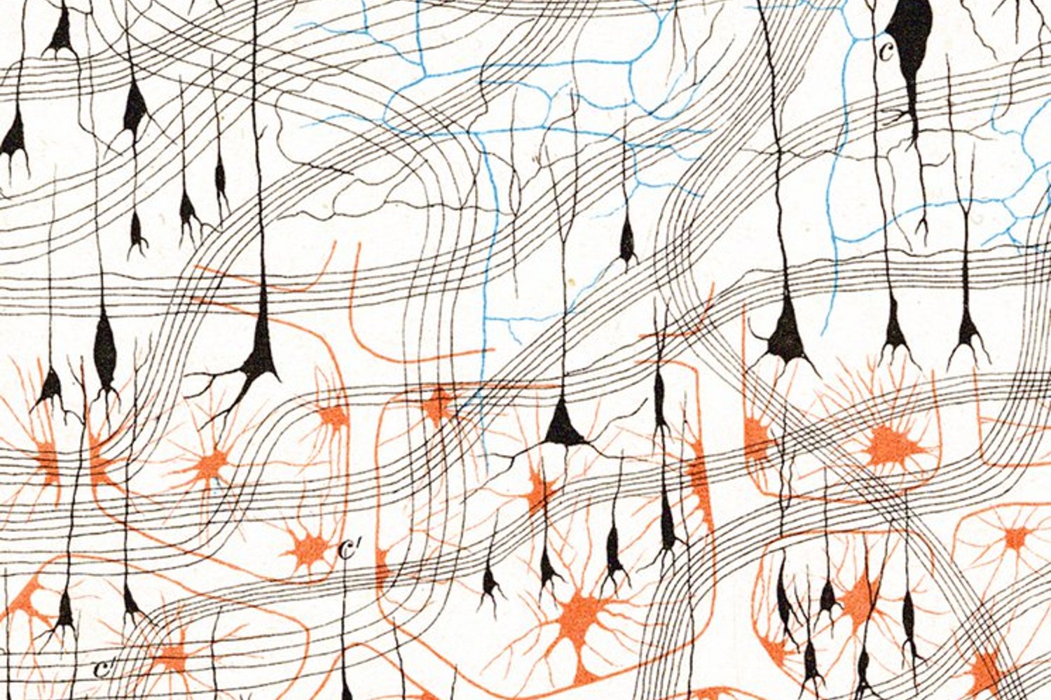 La Belgique, pays labo ?