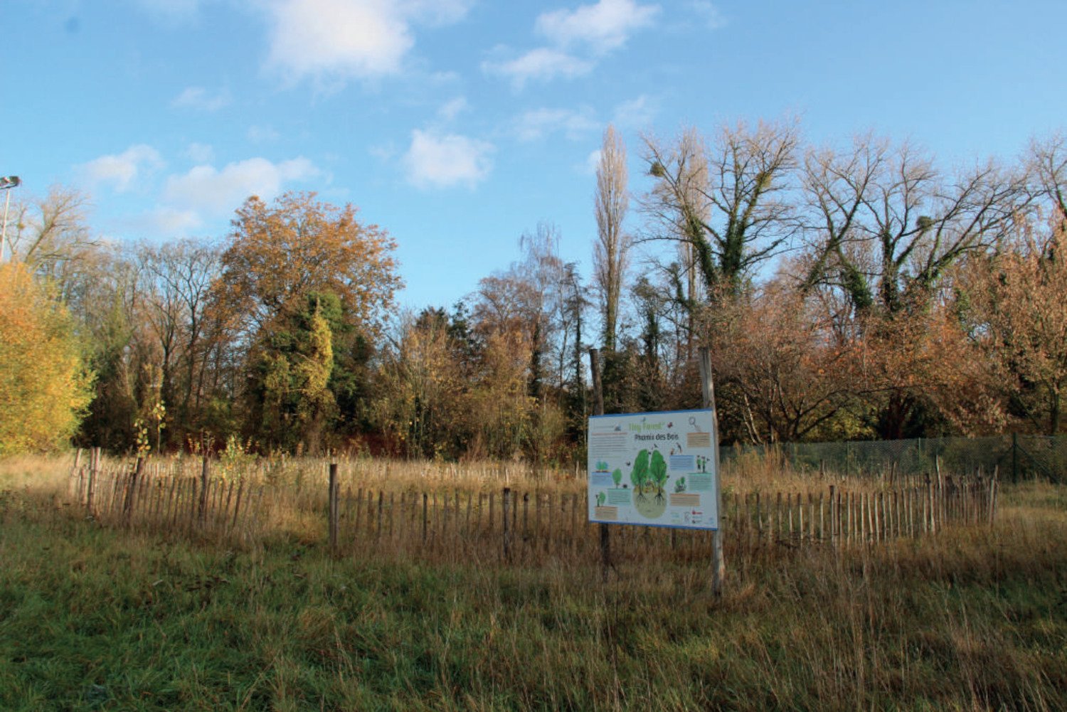 Microforêts : écologie et marketing