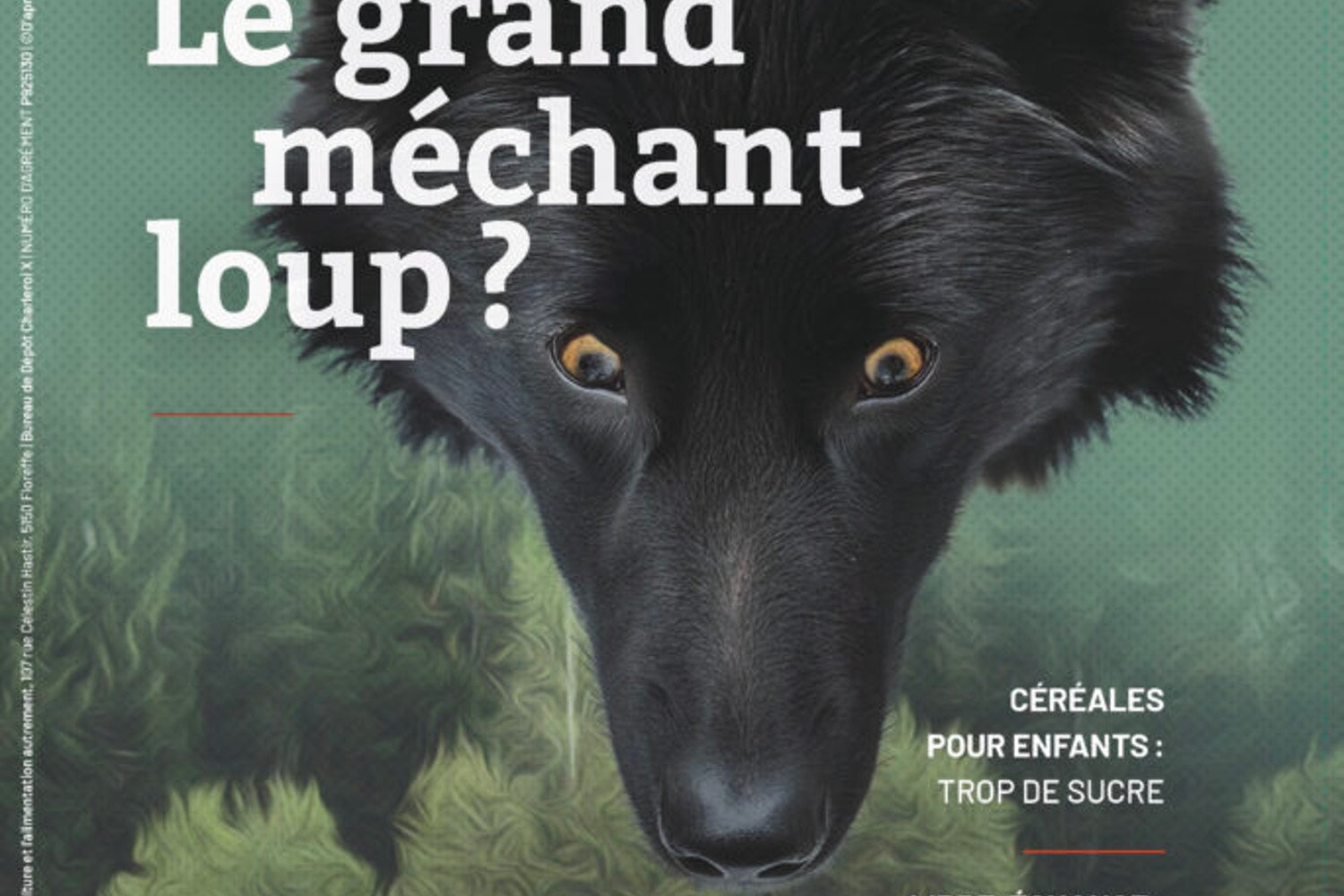 Le grand méchant loup ?