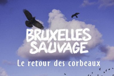 Le retour des corbeaux
