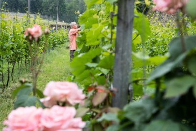 Vignobles wallons : finie la vie de château