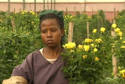 Les roses ont-elles des épines cachées ?