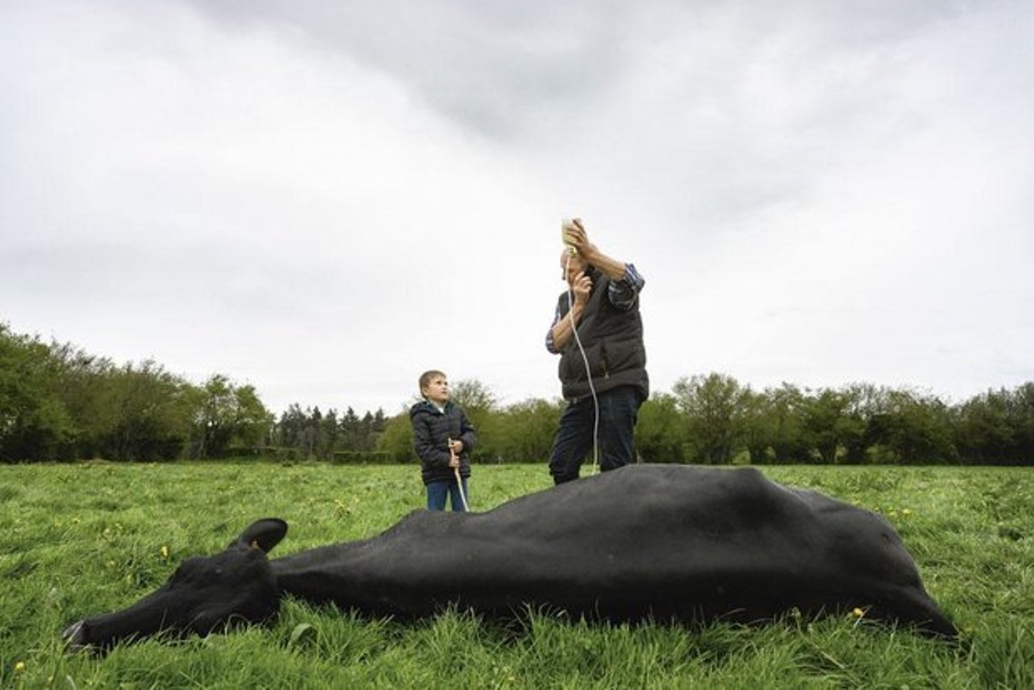 Vétérinaires ruraux : la grande panique