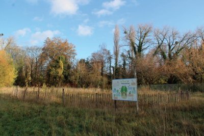 Microforêts : écologie et marketing