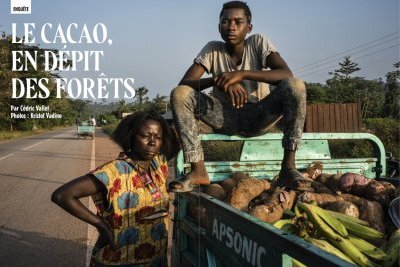Le cacao, en dépit des forêts