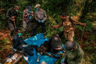 Les casseurs de pandémies